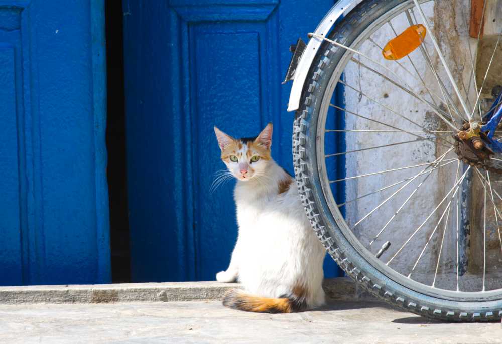 Katze  auf der griechischen Insel Kalymnos