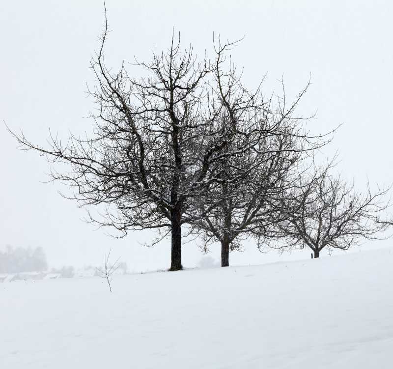 Baum Schnee 800 50